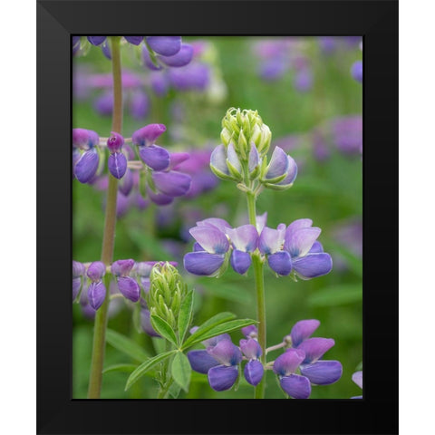 Lupine Blossoms I Black Modern Wood Framed Art Print by Mahan, Kathy