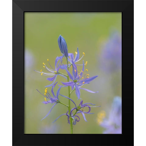 Camas Blossoms Black Modern Wood Framed Art Print by Mahan, Kathy