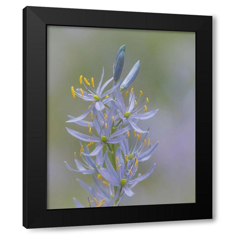 Camas Blossoms II Black Modern Wood Framed Art Print by Mahan, Kathy