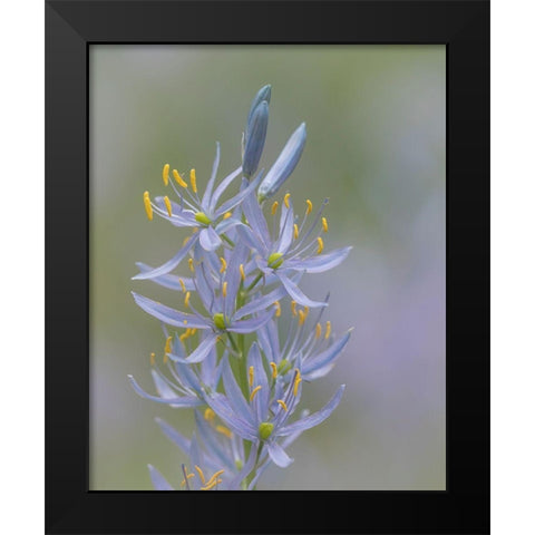 Camas Blossoms II Black Modern Wood Framed Art Print by Mahan, Kathy