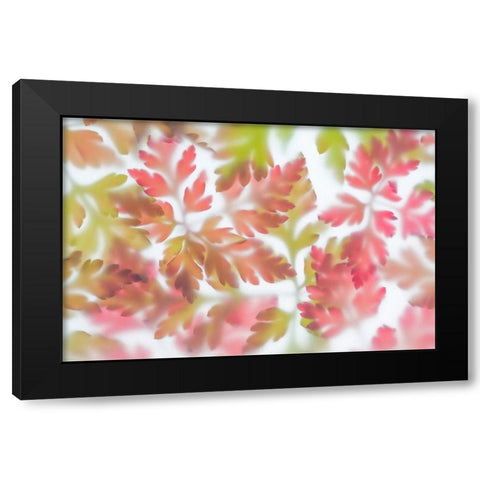 Herb Robert II Black Modern Wood Framed Art Print with Double Matting by Mahan, Kathy