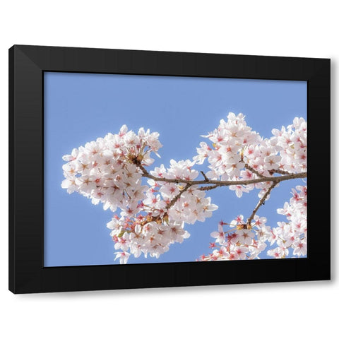 Spring Cherry Blossoms I Black Modern Wood Framed Art Print with Double Matting by Mahan, Kathy