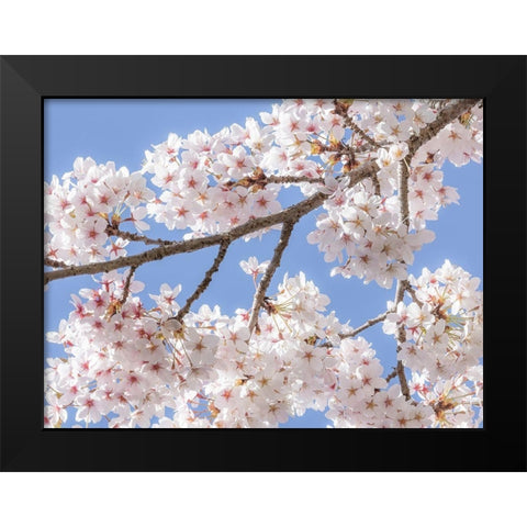 Spring Cherry Blossoms II Black Modern Wood Framed Art Print by Mahan, Kathy