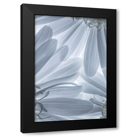 Shasta Daisies I Black Modern Wood Framed Art Print with Double Matting by Mahan, Kathy