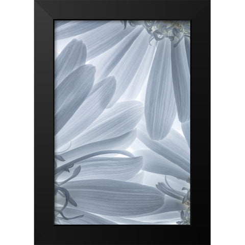 Shasta Daisies I Black Modern Wood Framed Art Print by Mahan, Kathy