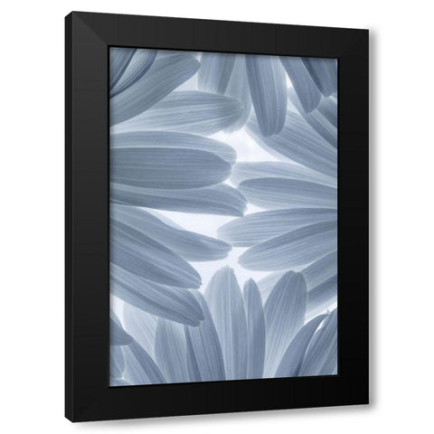 Shasta Daisies II Black Modern Wood Framed Art Print with Double Matting by Mahan, Kathy