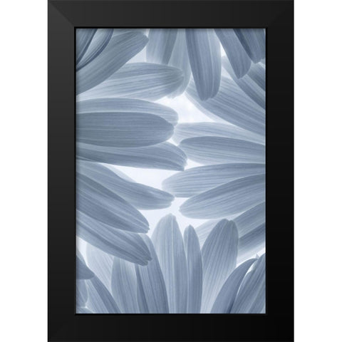 Shasta Daisies II Black Modern Wood Framed Art Print by Mahan, Kathy
