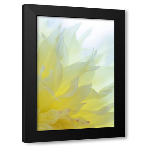 Dahlia Blossom I Black Modern Wood Framed Art Print with Double Matting by Mahan, Kathy