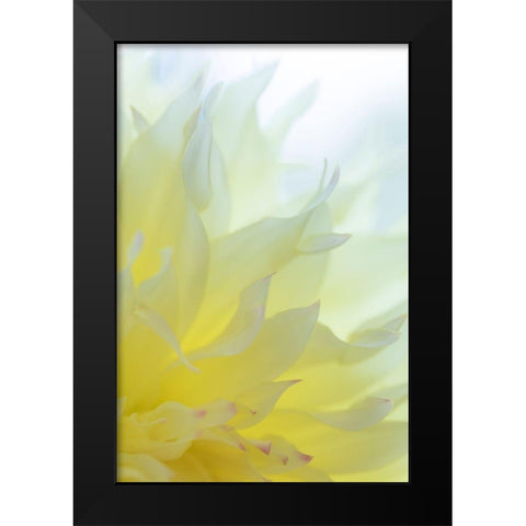 Dahlia Blossom I Black Modern Wood Framed Art Print by Mahan, Kathy