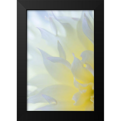 Dahlia Blossom II Black Modern Wood Framed Art Print by Mahan, Kathy