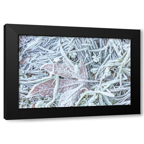 Maple Leaf and Frost I Black Modern Wood Framed Art Print with Double Matting by Mahan, Kathy