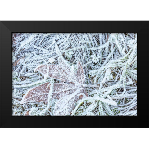 Maple Leaf and Frost I Black Modern Wood Framed Art Print by Mahan, Kathy