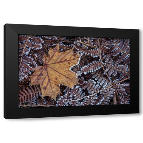 Maple Leaf and Bracken Ferns I Black Modern Wood Framed Art Print with Double Matting by Mahan, Kathy