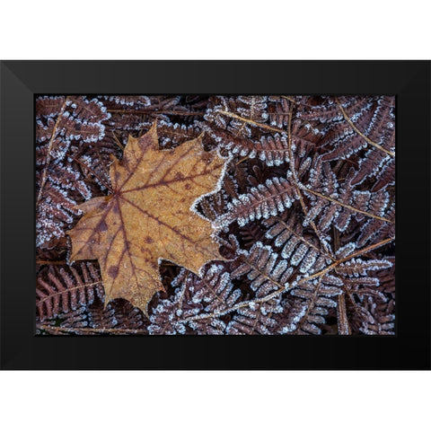 Maple Leaf and Bracken Ferns I Black Modern Wood Framed Art Print by Mahan, Kathy