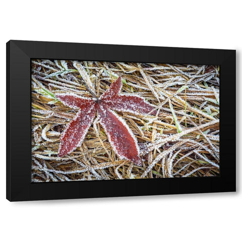 Maple Leaf and Bracken Ferns II Black Modern Wood Framed Art Print by Mahan, Kathy