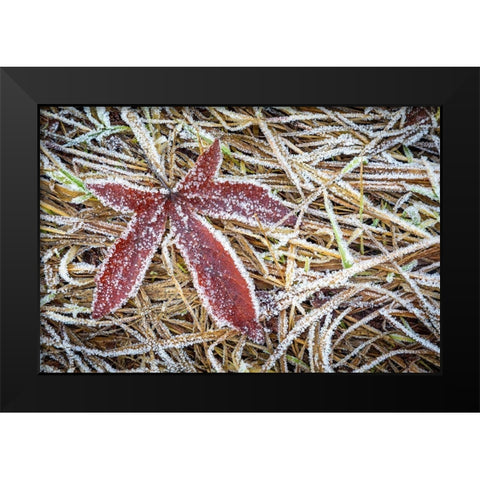 Maple Leaf and Bracken Ferns II Black Modern Wood Framed Art Print by Mahan, Kathy