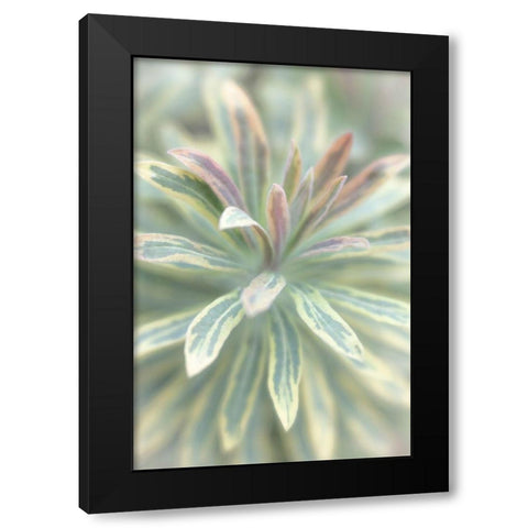Euphorbia I Black Modern Wood Framed Art Print with Double Matting by Mahan, Kathy