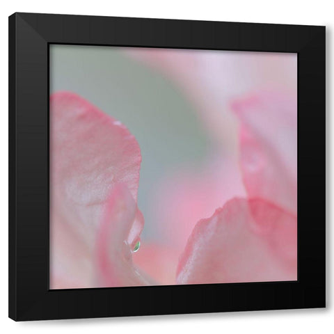 Rhododendron Blossom I Black Modern Wood Framed Art Print by Mahan, Kathy