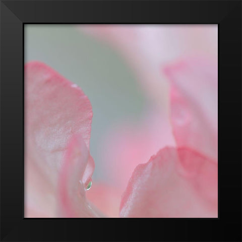 Rhododendron Blossom I Black Modern Wood Framed Art Print by Mahan, Kathy