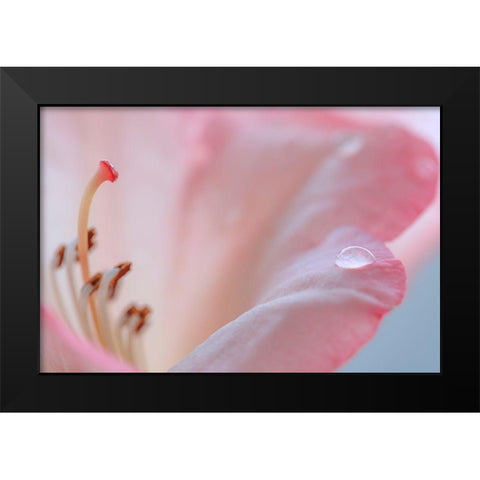 Rhododendron Blossom III Black Modern Wood Framed Art Print by Mahan, Kathy