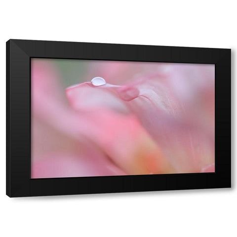 Rhododendron Blossom IV Black Modern Wood Framed Art Print by Mahan, Kathy