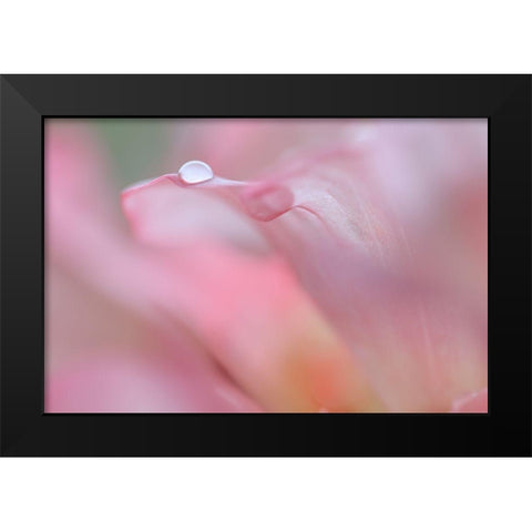Rhododendron Blossom IV Black Modern Wood Framed Art Print by Mahan, Kathy