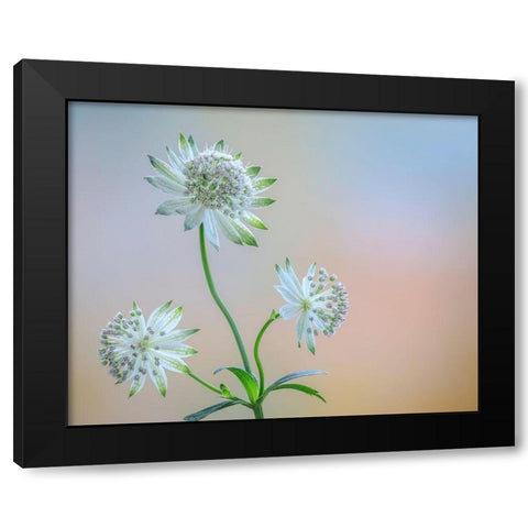 Astrantia Blossoms I Black Modern Wood Framed Art Print by Mahan, Kathy