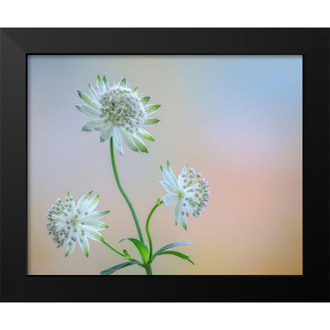 Astrantia Blossoms I Black Modern Wood Framed Art Print by Mahan, Kathy