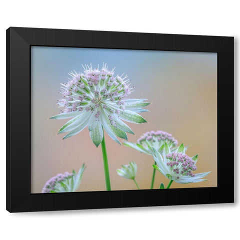 Astrantia Blossoms II Black Modern Wood Framed Art Print with Double Matting by Mahan, Kathy