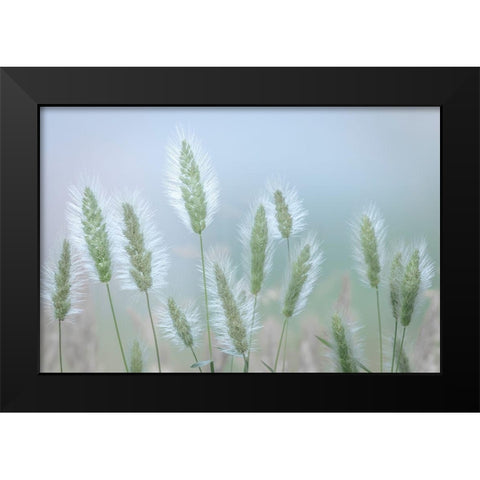 Going to Seed IV Black Modern Wood Framed Art Print by Mahan, Kathy