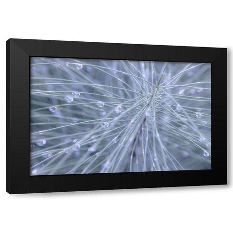 Horsetail II Black Modern Wood Framed Art Print with Double Matting by Mahan, Kathy