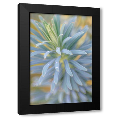 Euphorbia And Rain Drops I Black Modern Wood Framed Art Print with Double Matting by Mahan, Kathy