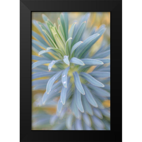Euphorbia And Rain Drops I Black Modern Wood Framed Art Print by Mahan, Kathy