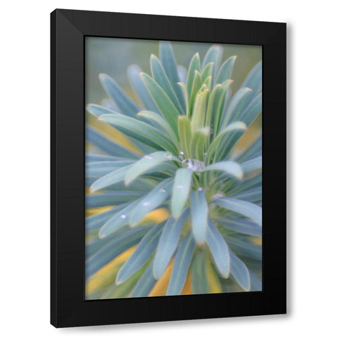 Euphorbia And Rain Drops II Black Modern Wood Framed Art Print by Mahan, Kathy