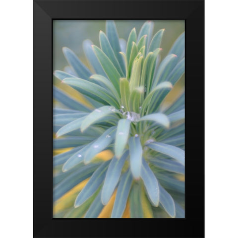 Euphorbia And Rain Drops II Black Modern Wood Framed Art Print by Mahan, Kathy