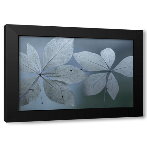 Western Starflower I Black Modern Wood Framed Art Print with Double Matting by Mahan, Kathy