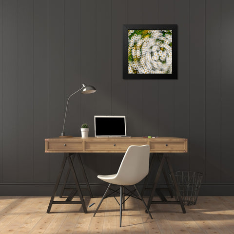 Fanciful Feverfew I Black Modern Wood Framed Art Print by Mahan, Kathy