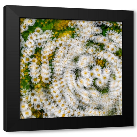 Fanciful Feverfew I Black Modern Wood Framed Art Print with Double Matting by Mahan, Kathy