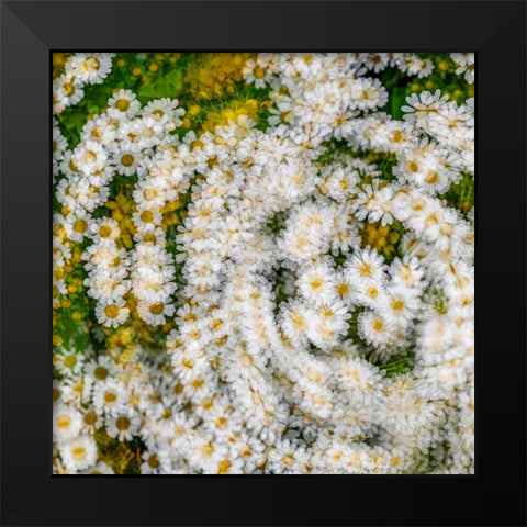 Fanciful Feverfew I Black Modern Wood Framed Art Print by Mahan, Kathy