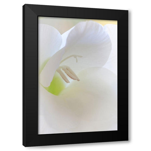 Gladiola Blossom I Black Modern Wood Framed Art Print by Mahan, Kathy