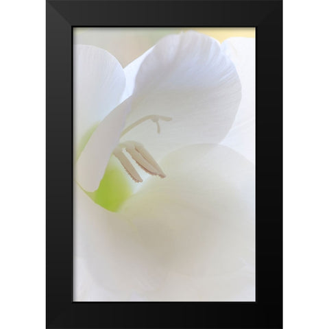 Gladiola Blossom I Black Modern Wood Framed Art Print by Mahan, Kathy