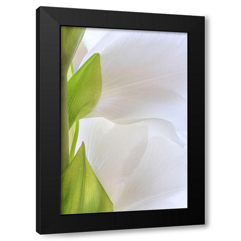 Gladiola Blossom II Black Modern Wood Framed Art Print by Mahan, Kathy