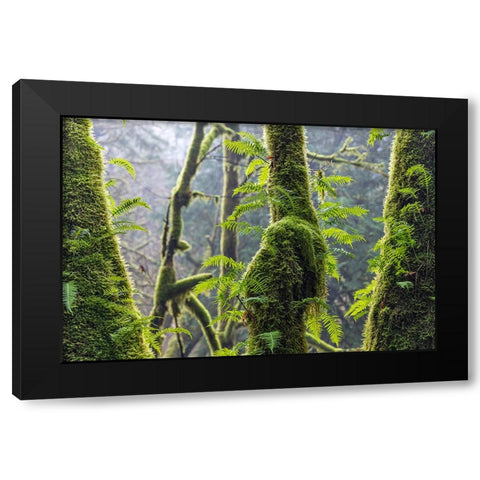 Licorice Ferns II Black Modern Wood Framed Art Print by Mahan, Kathy