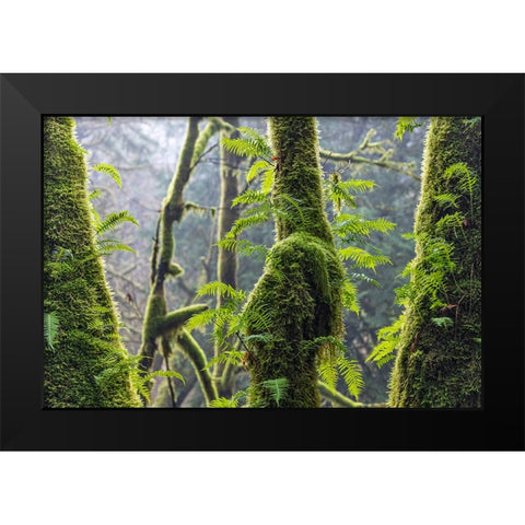 Licorice Ferns II Black Modern Wood Framed Art Print by Mahan, Kathy