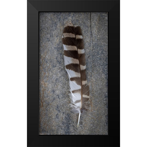 Feather Portrait II Black Modern Wood Framed Art Print by Mahan, Kathy