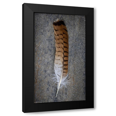 Feather Portrait III Black Modern Wood Framed Art Print with Double Matting by Mahan, Kathy
