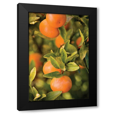 OrangesII Black Modern Wood Framed Art Print by Millet, Karyn