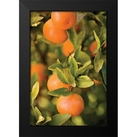 OrangesII Black Modern Wood Framed Art Print by Millet, Karyn