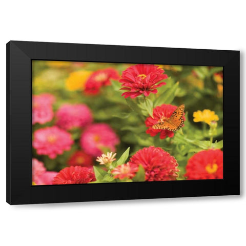 Butterfly Field I Black Modern Wood Framed Art Print by Millet, Karyn