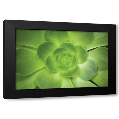Succulent I Black Modern Wood Framed Art Print with Double Matting by Millet, Karyn